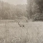 Masurian Int Satelitarny Starlink Predkosc 368 Lodge Urowo