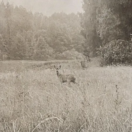 Masurian District Office Praca Zdalna Remote Work Internet Satelitarny Starlink Speed 155mbs Download, Trzy Oddzielne Stoly Do Pracy W Trzech Pomieszczeniach Chata Urowo