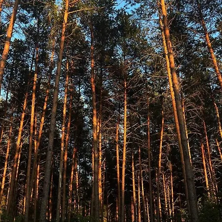Orman Evi Masurian Int Satelitarny Starlink Predkosc 368