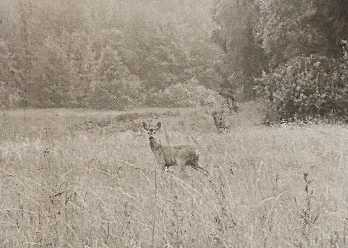 Masurian Int Satelitarny Starlink Predkosc 368 Alojamento de Turismo Selvagem Urowo