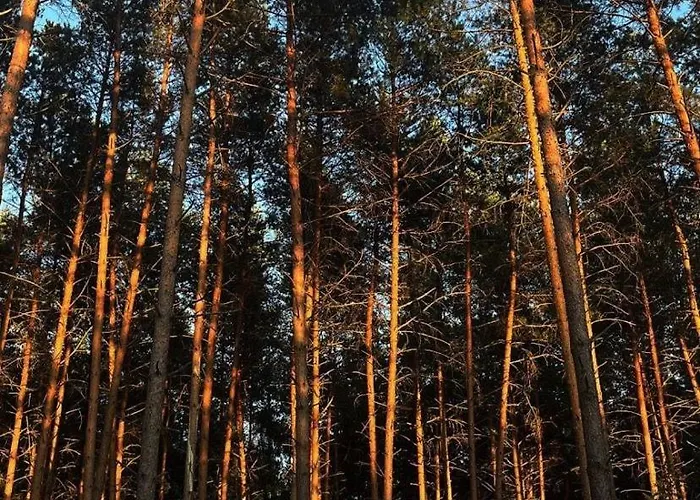 Alojamento de Turismo Selvagem Masurian Int Satelitarny Starlink Predkosc 368