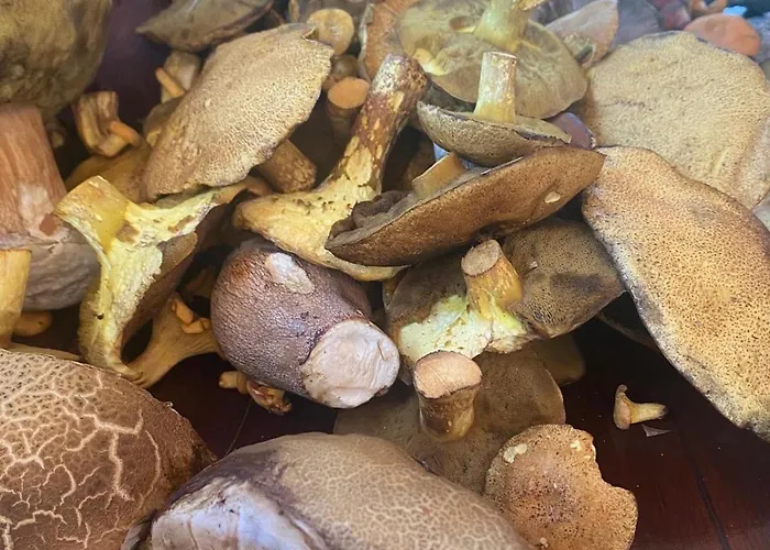 Alojamento de Turismo Selvagem Masurian Int Satelitarny Starlink Predkosc 368 *